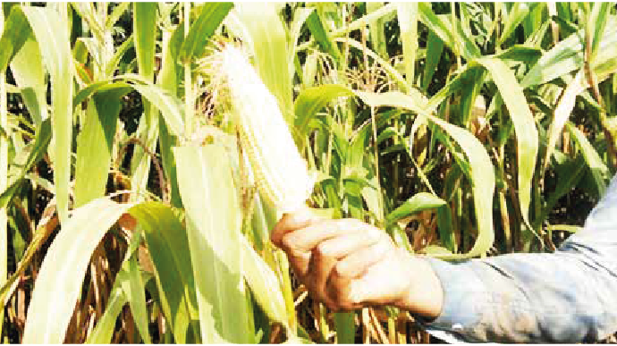 Adubação verde diminui o uso de defensivos agrícolas na cultura do milho