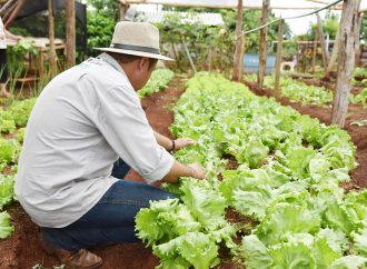 Agronegócio: orientações aos produtores para evitar contaminações