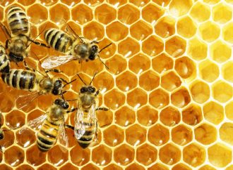 Secretaria de Agricultura apresenta ações destinadas à conservação das abelhas