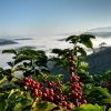 Florestas equilibram produção de café e ecologia