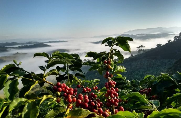 Florestas equilibram produção de café e ecologia