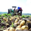 Vargem Grande do Sul decreta normas para trabalhadores rurais