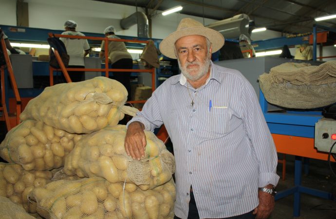Nova cultivar de batata se destaca na safra de Vargem Grande do Sul