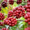 Cooxupé registra aumento na qualidade do café da safra 2020