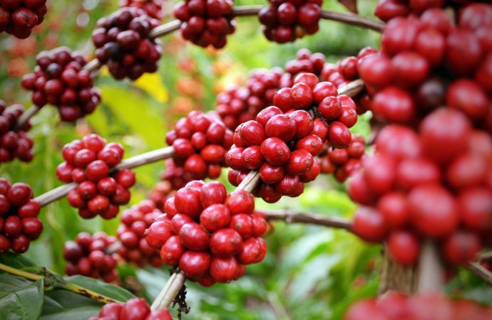 Cooxupé registra aumento na qualidade do café da safra 2020