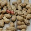 Gostoso e nutritivo, o amendoim traz muito retorno à agricultura paulista