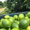 Agricultor produz mais de 80 mil pés de limão utilizando 100% de irrigação inteligente