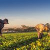 Nova prorrogação do vencimento das DAPs auxiliará milhares de agricultores familiares e outras categorias produtivas
