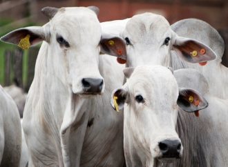 Encurtar o tempo de permanência dos bovinos da fazenda proporciona maior lucratividade