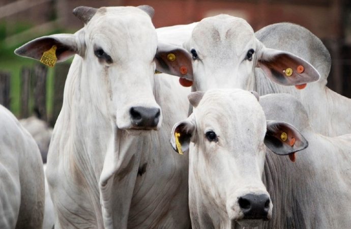 Encurtar o tempo de permanência dos bovinos da fazenda proporciona maior lucratividade