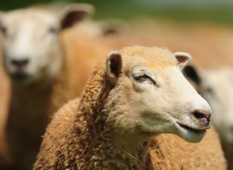 Estudo avalia desempenho econômico de ovinos em confinamento