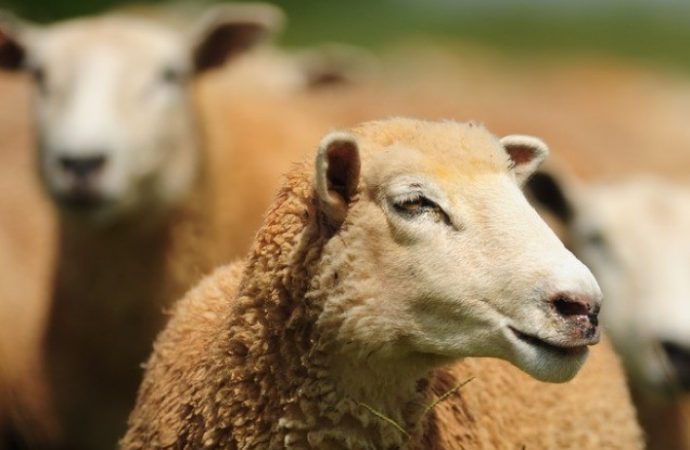 Estudo avalia desempenho econômico de ovinos em confinamento