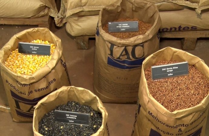 IAC produz cerca de 500 toneladas de sementes genéticas por ano