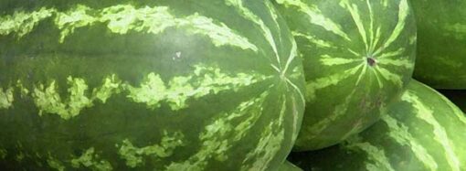 Pesquisa estuda viabilidade do cultivo de melancia em áreas de renovação de canavial