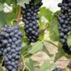 Epamig avalia adaptação de uvas Syrah em diferentes áreas da Região Sudeste