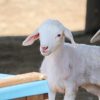 Criadores de ovinos devem redobrar cuidados com cordeiros durante frio