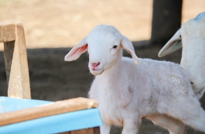 Criadores de ovinos devem redobrar cuidados com cordeiros durante frio