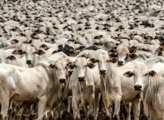 Brasil tem o maior rebanho bovino do mundo