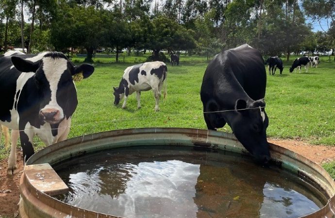 Escassez hídrica impacta pecuária e Embrapa alerta criadores