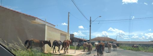 Cavalos soltos em Vargem