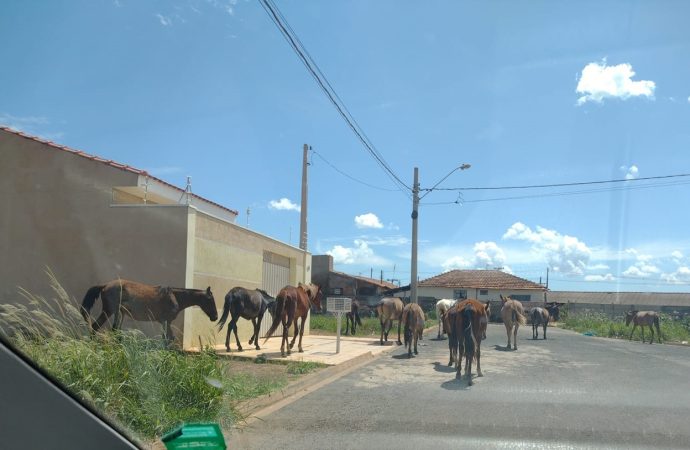 Cavalos soltos em Vargem