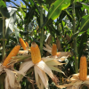 Fazenda-Escola produz mais de 169 toneladas de milho para silagem