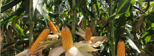 Fazenda-Escola produz mais de 169 toneladas de milho para silagem