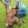 Abandono de equinos cresce em Vargem Grande do Sul