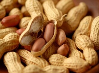 Amendoim: safra no interior de SP ultrapassará 1 milhão de toneladas