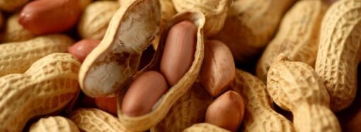 Amendoim: safra no interior de SP ultrapassará 1 milhão de toneladas