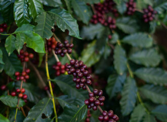 Região Vulcânica exporta primeiro café com selo de origem