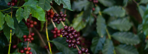 Região Vulcânica exporta primeiro café com selo de origem