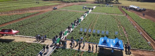 Dia de Campo reúne tecnologias voltadas para o cultivo de batata
