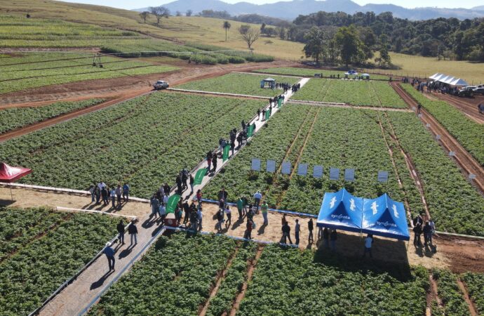 Dia de Campo reúne tecnologias voltadas para o cultivo de batata