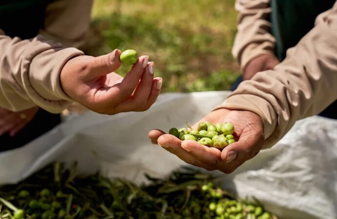 Fazenda gramense é a 1ª do mundo a obter certificação em olivicultura