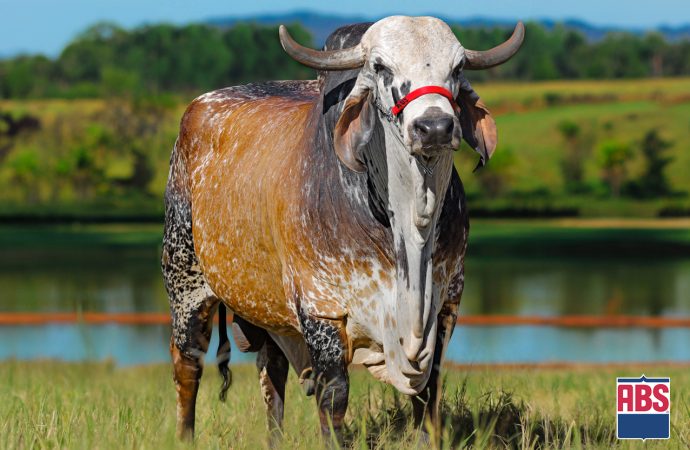 Touro Antonione é destaque de melhoramento do Gir Leiteiro